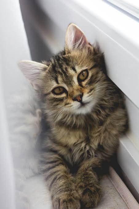 Katt vid Doris vattenfontän